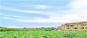 ����鿴����